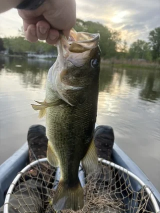Bass landed from a canoe