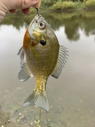Bluegill in hand