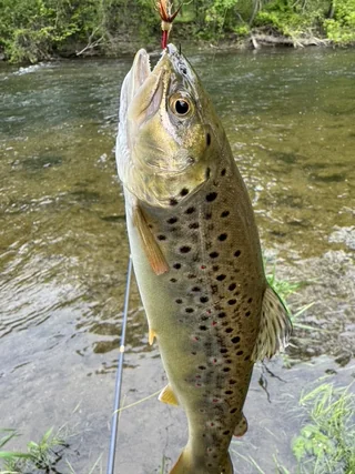 Brown trout from a creek