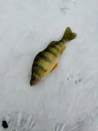 Yellow perch on the ice