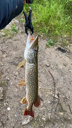 Northern pike held at the shoreline