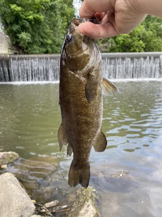 Smallmouth bass by the falls